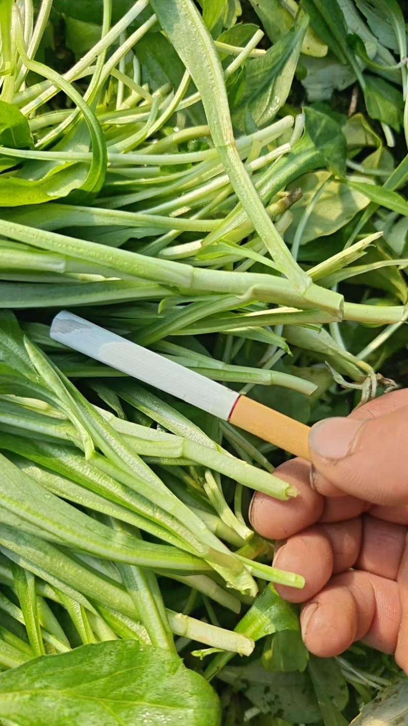 浙江新鲜马兰头颜色嫩绿农家野菜根根精选