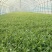 浙江新鲜马兰头颜色嫩绿农家野菜根根精选
