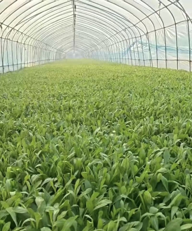 浙江新鲜马兰头颜色嫩绿农家野菜根根精选