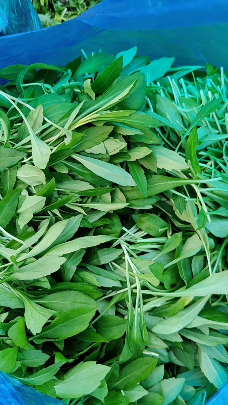浙江新鲜马兰头颜色嫩绿农家野菜根根精选