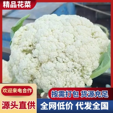 【松花菜】浙江本地菜花/产区直发/大量有货