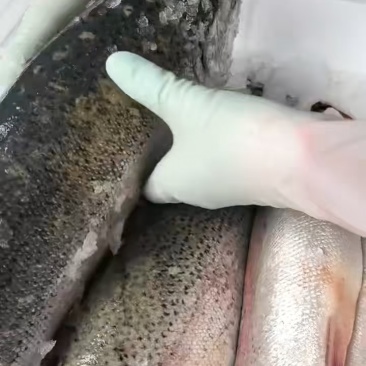 青海省西宁市龙羊峡冰鲜三文鱼