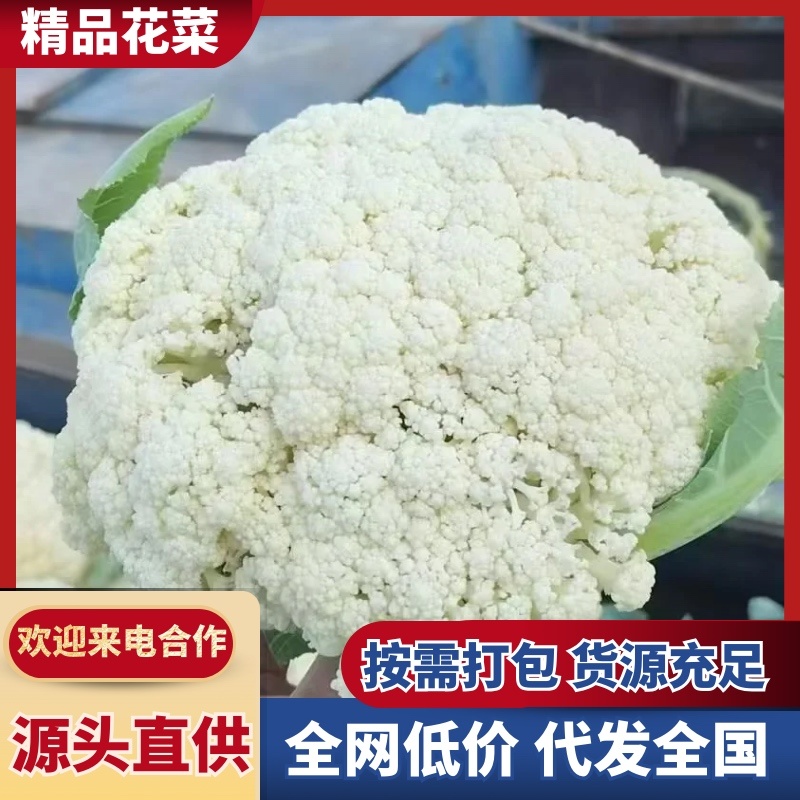 【松花菜】浙江本地菜花/产区直发/大量有货