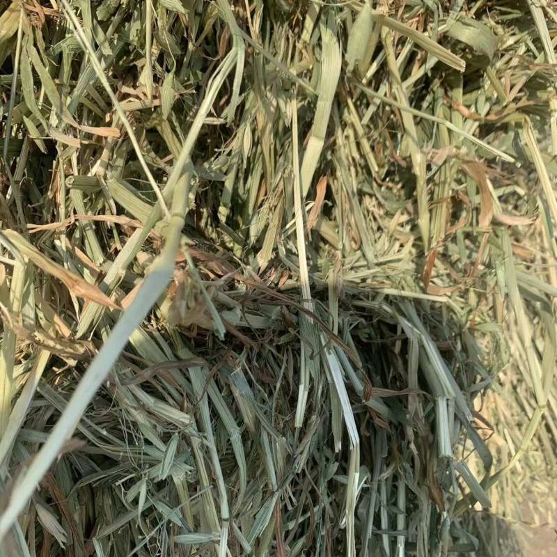 燕麦草，