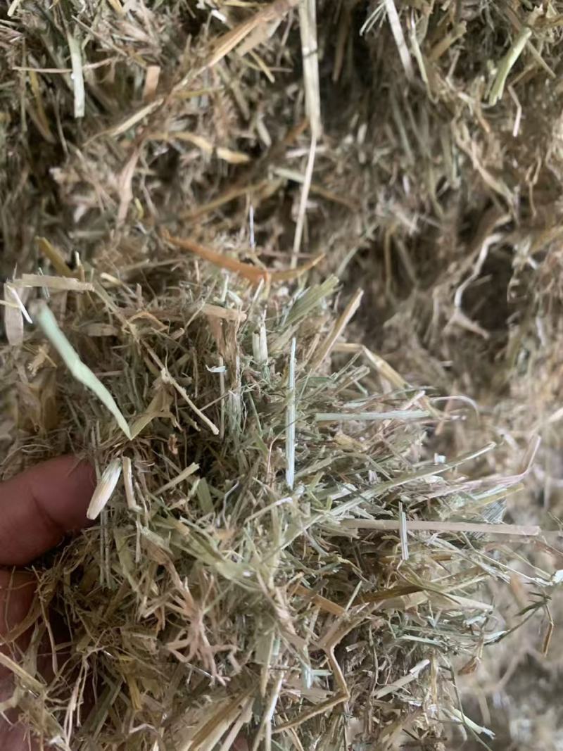 燕麦草，