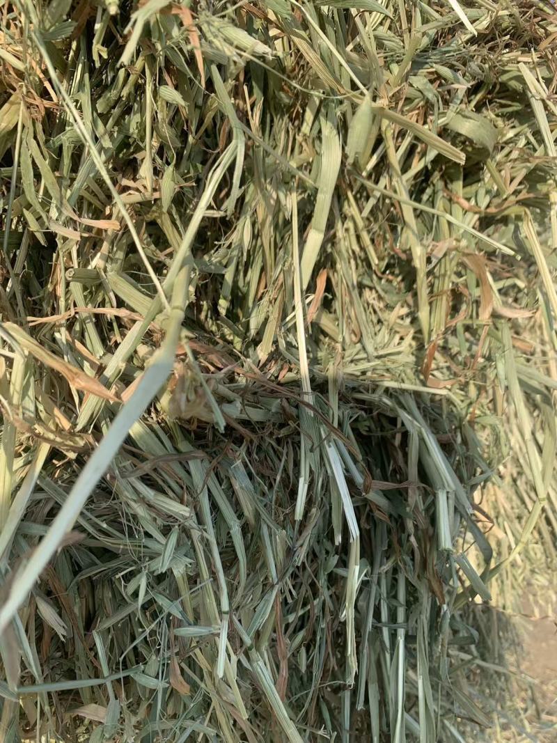 燕麦草，