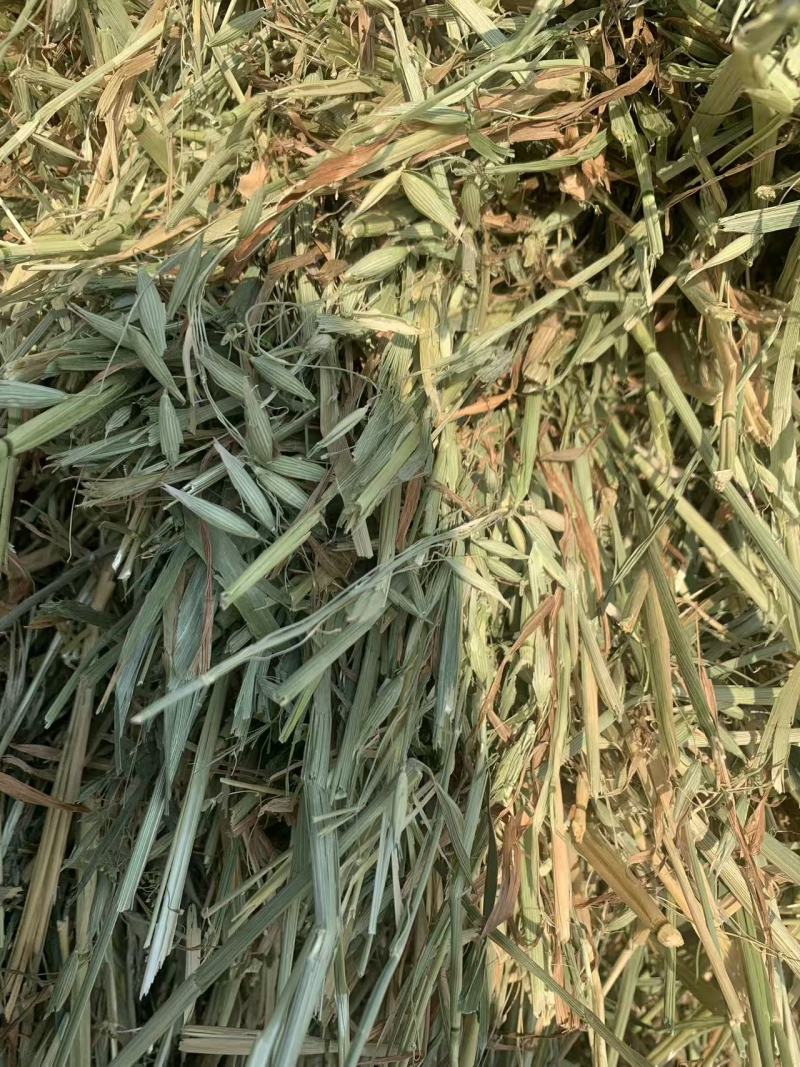 燕麦草，