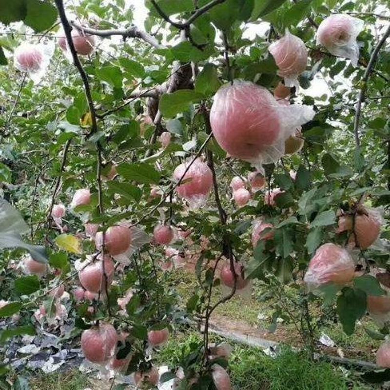 陕西红富士苹果