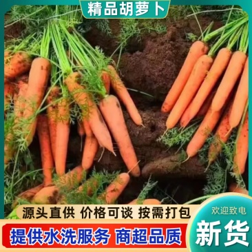 开封通许胡萝卜/产区直发/现挖现发/大量有货