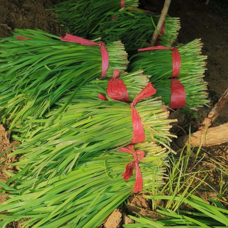 大叶韭菜上市了，