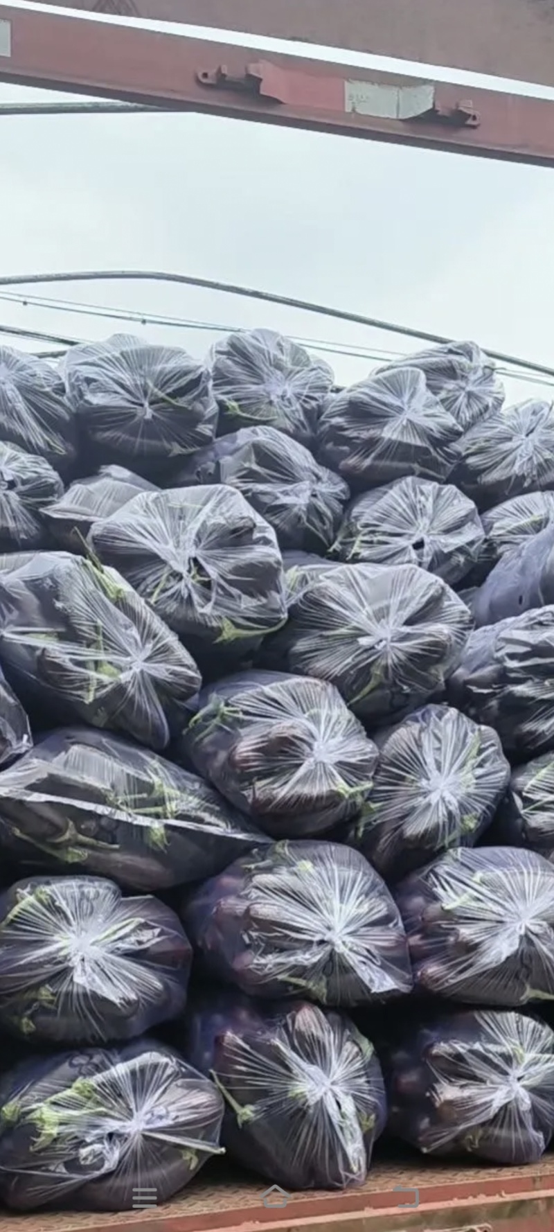765绿把暖棚长茄基地**次品通货