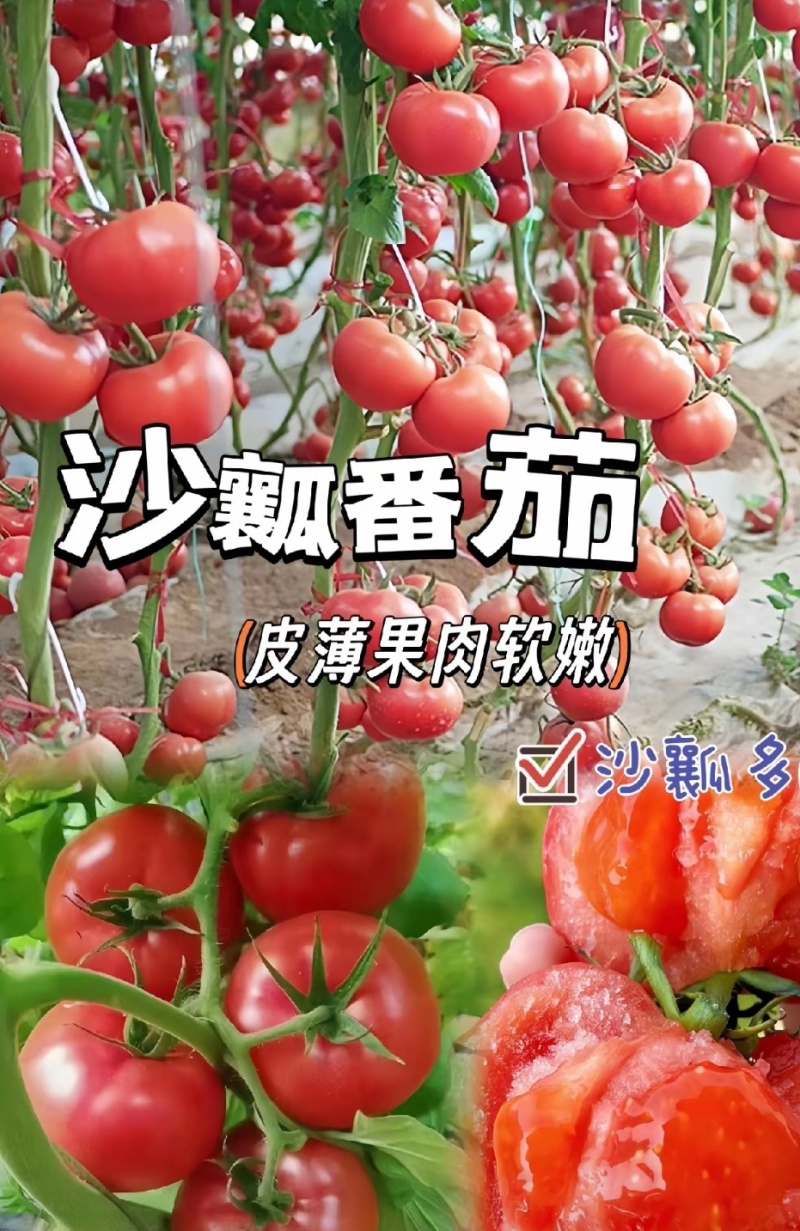 普罗旺斯荷兰进口原包装西红柿苗口感好产量高常年有苗