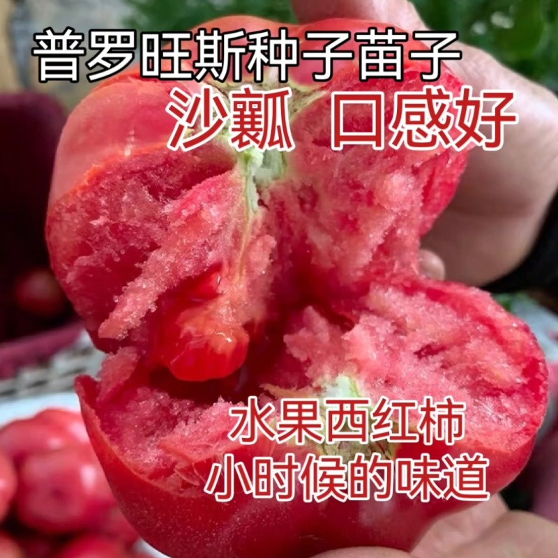 普罗旺斯荷兰进口原包装西红柿苗口感好产量高常年有苗