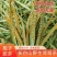 长白山肾精茶嫩叶多孢子黄金草一罐18米化石草
