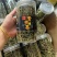 长白山肾精茶嫩叶多孢子黄金草一罐18米化石草
