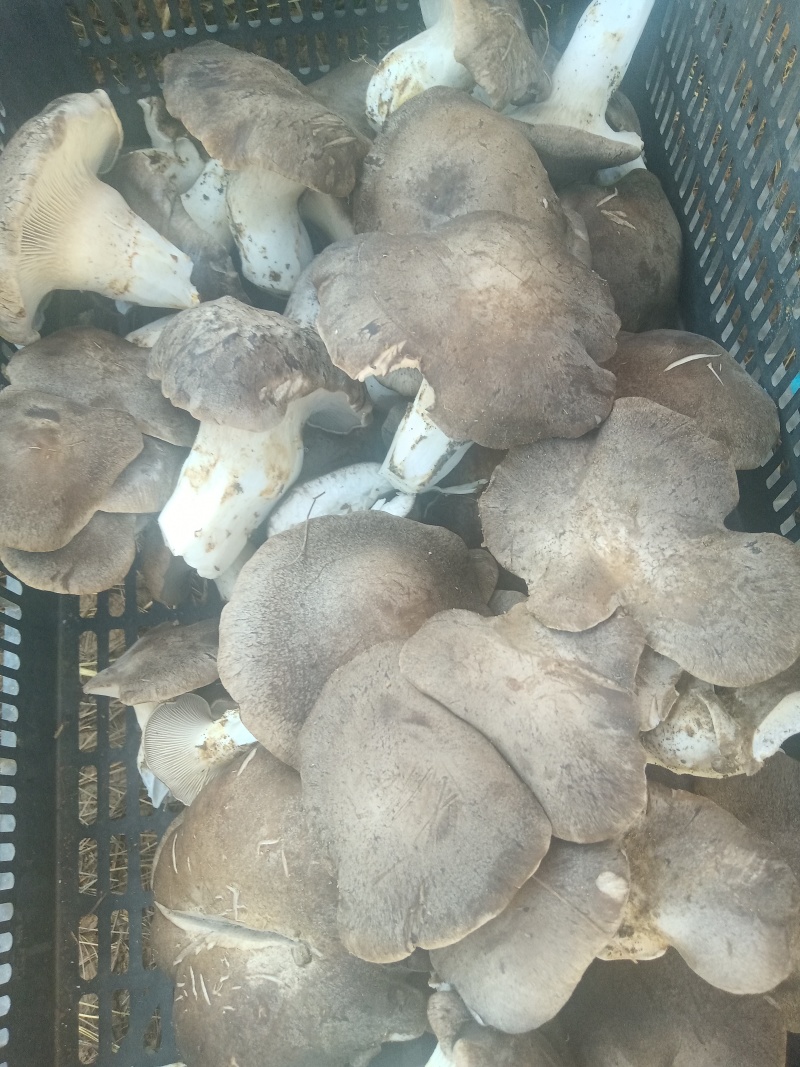 大量有新货