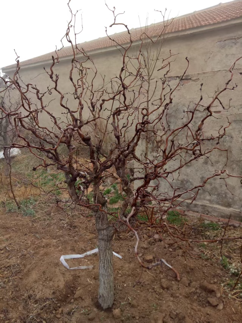 龙须树龙须枣苗基地直发成活率高欢迎电联量大价优诚信经营