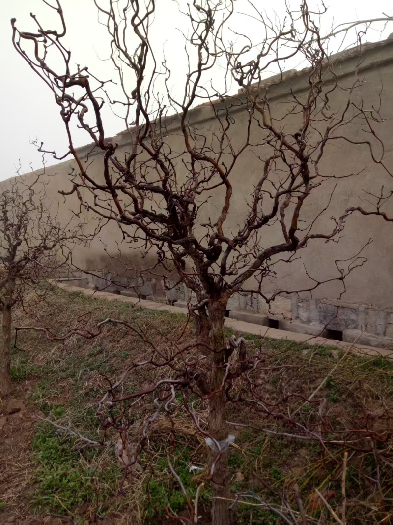 龙须树龙须枣苗基地直发成活率高欢迎电联量大价优诚信经营