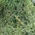 长白山肾精茶嫩叶多孢子黄金草一罐18米化石草