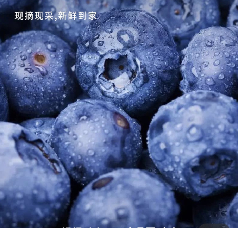 山东蓝莓批发精品L25F6L11优瑞卡云雀等
