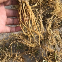野生龙胆草，干货、自然晒干、无硫、统货、选货。