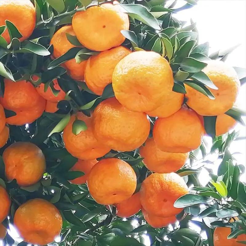 碰柑