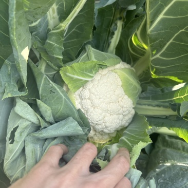 浙江台州精品花菜上市了有需要的联系