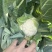 浙江台州精品花菜上市了有需要的联系