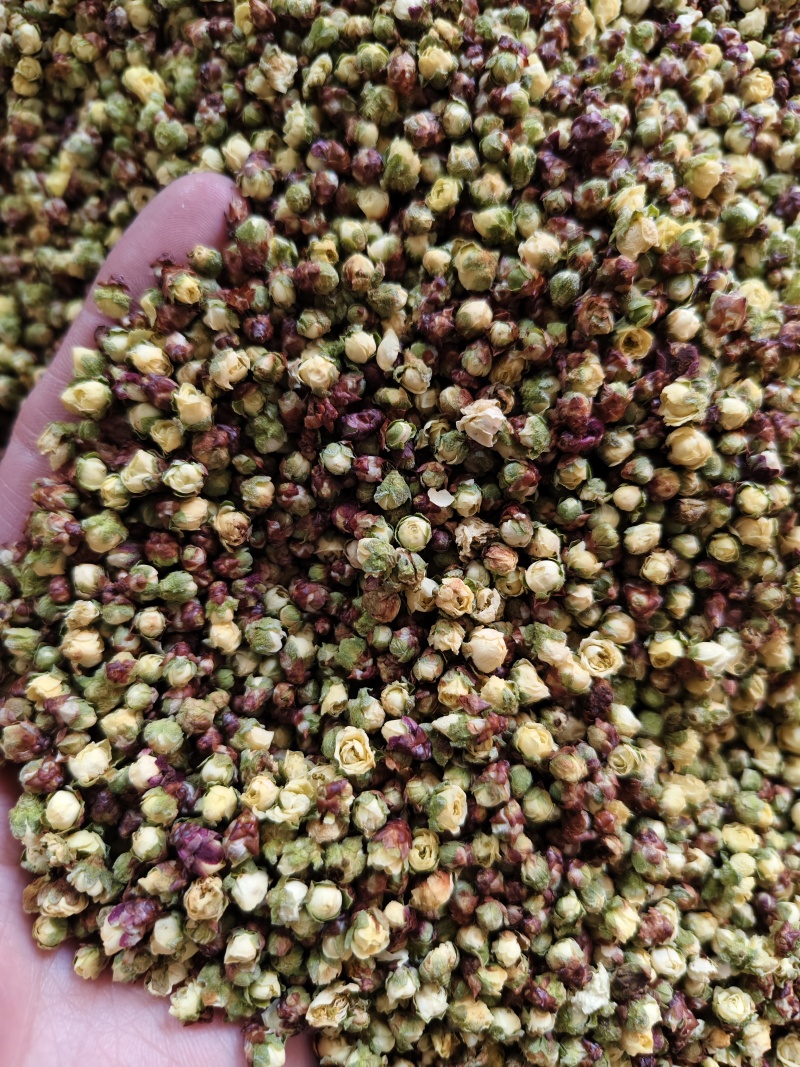 腊梅花新货干净无杂梅花批发零售量大从优