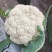 精品菜花白面青梗小米粒通许菜花