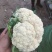精品菜花白面青梗小米粒通许菜花