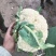精品菜花白面青梗小米粒通许菜花
