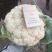 精品菜花白面青梗小米粒通许菜花