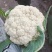 精品菜花白面青梗小米粒通许菜花