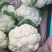 精品菜花白面青梗小米粒通许菜花