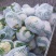 精品菜花白面青梗小米粒通许菜花