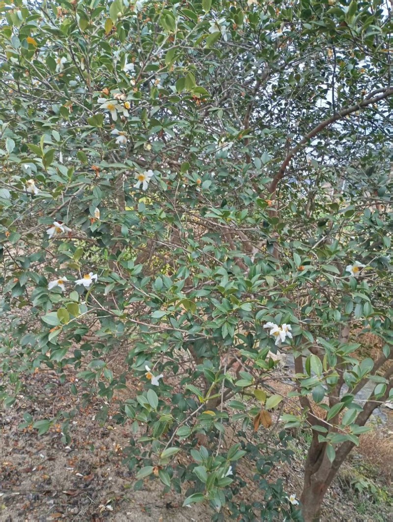 自家榨的老茶树茶油，带检测报告，欢迎采购