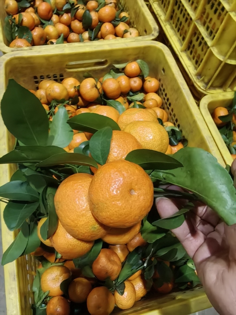 正宗沙糖桔，核心产区直供量大价优欢迎来电咨询