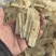 岷县黄芪手工压片。岷县产地直销。手工压片