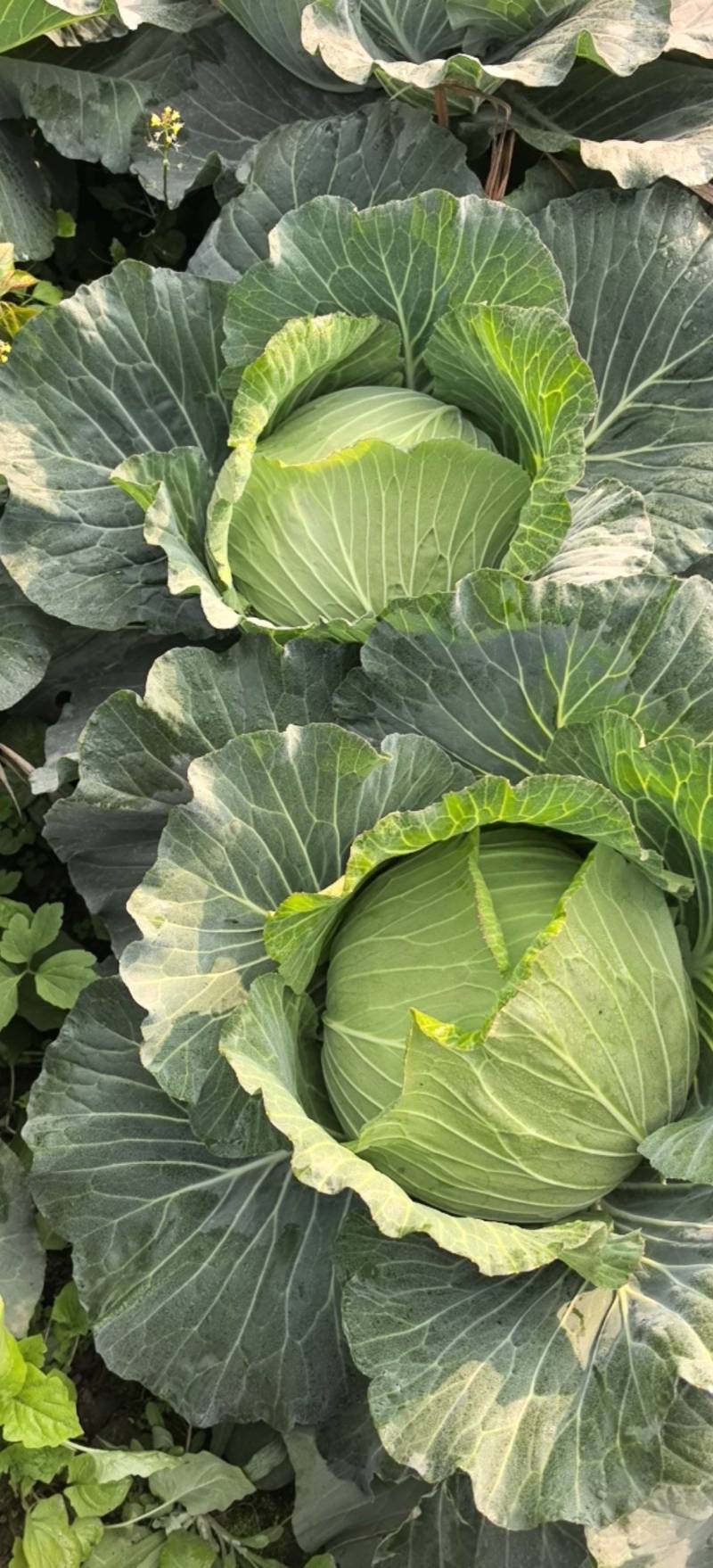 优质扁包菜