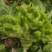 小心，大心儿菜，无红头，无冒苔，无根腐