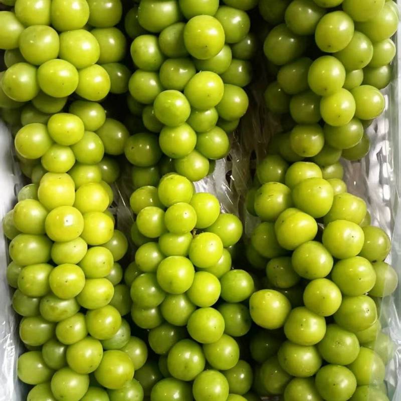 阳光攻缴葡萄热卖中