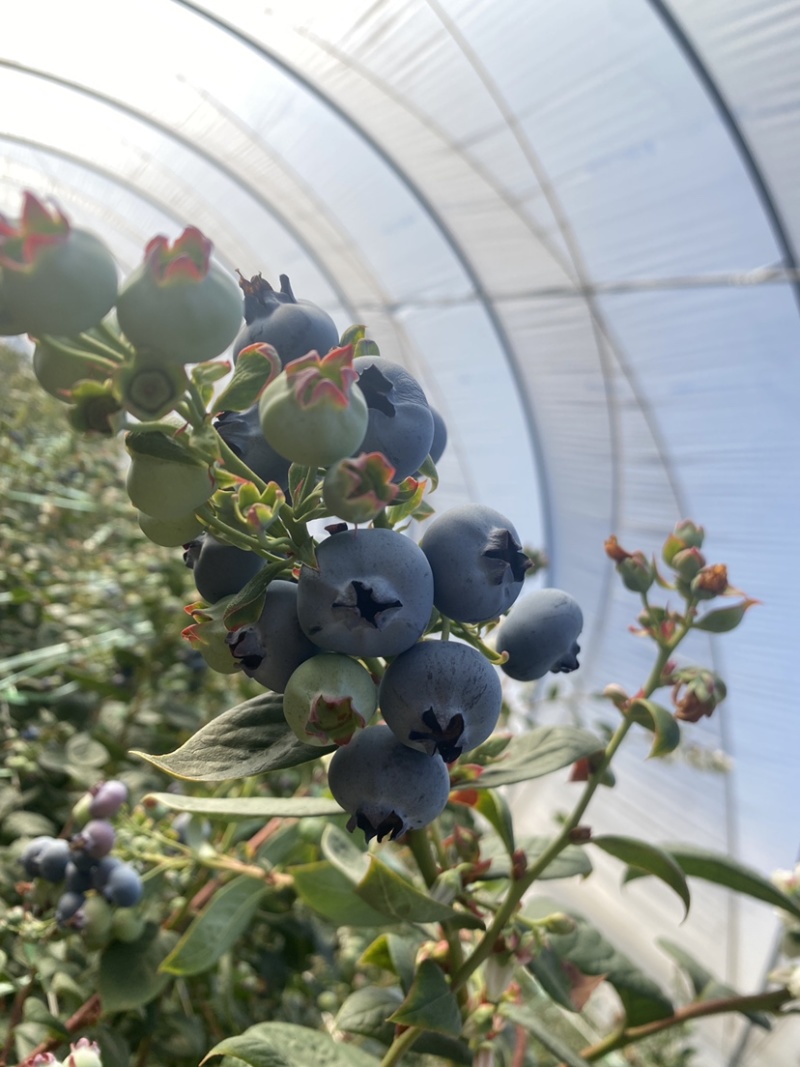 建水L11蓝莓大量有货