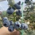 建水L11蓝莓大量有货