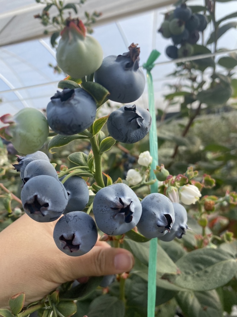 建水L11蓝莓大量有货