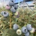建水L11蓝莓大量有货