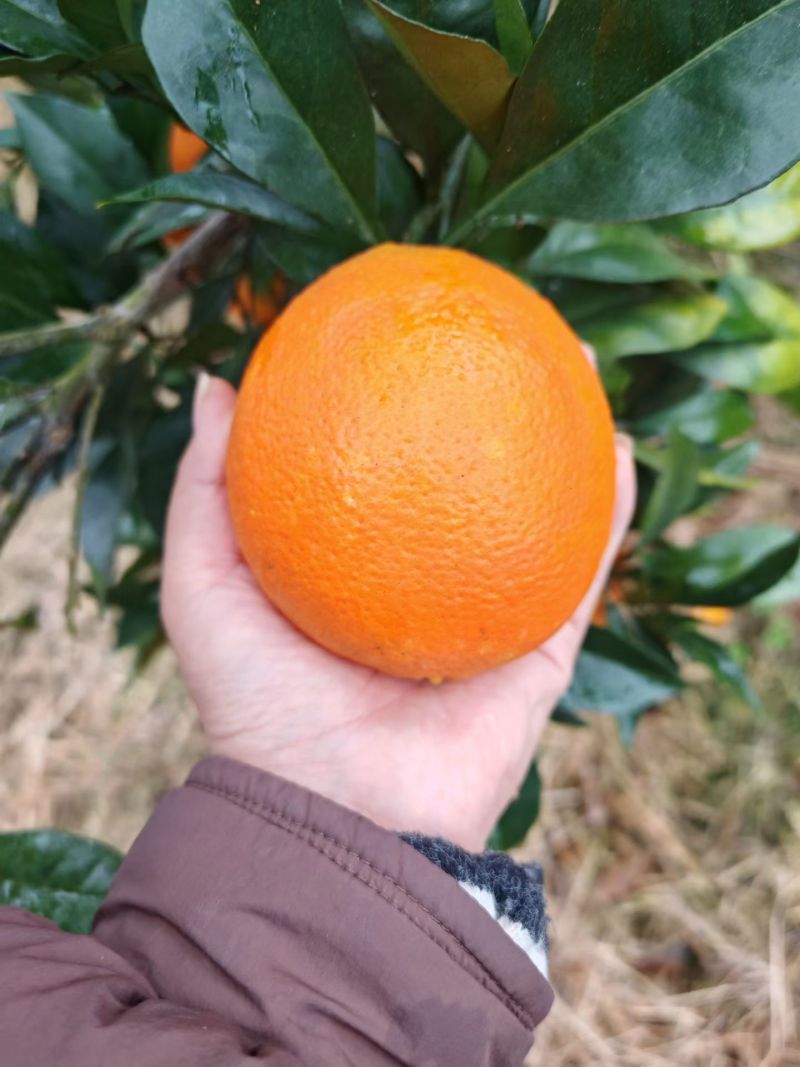 精品纽荷尔脐橙大量上市品质保证量大从优一手货源