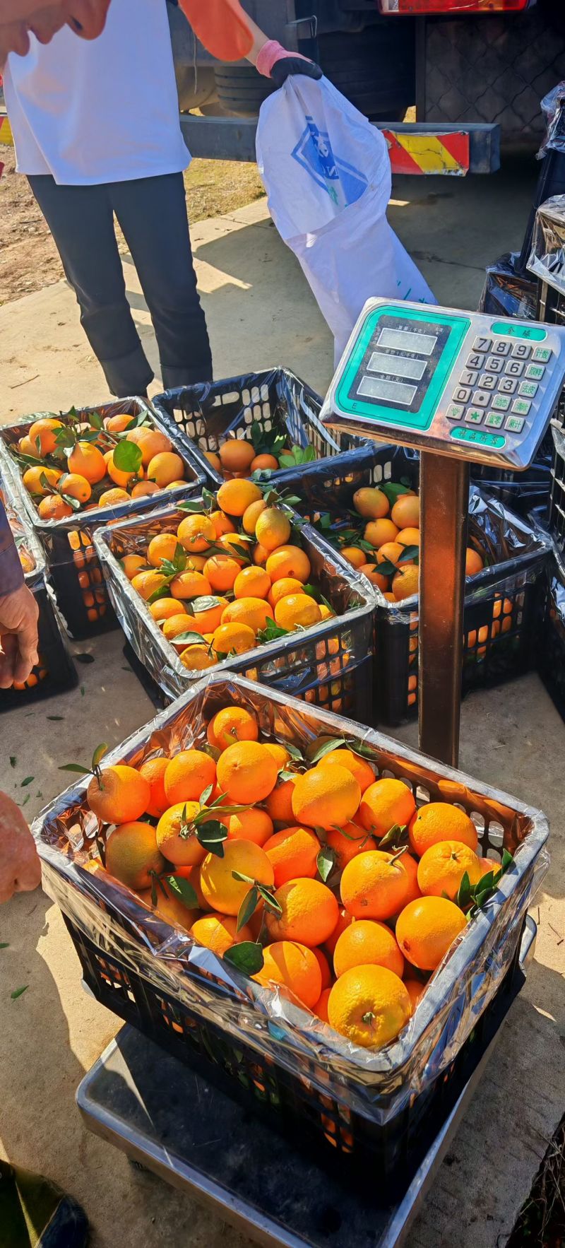 精品纽荷尔脐橙大量上市品质保证量大从优一手货源