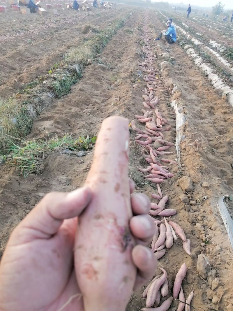 出售白哈蜜：支持各种规格和包装！加工厂，电商，市场批发