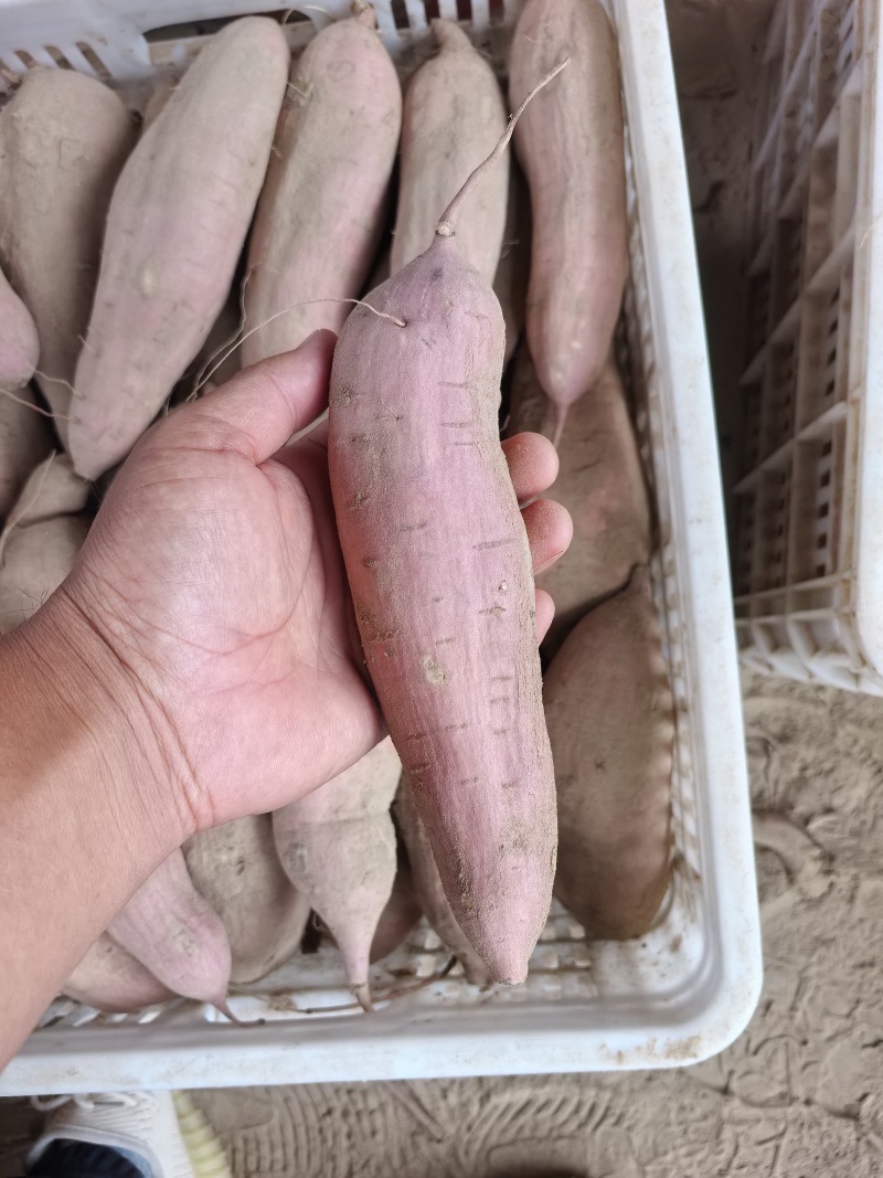出售白哈蜜：支持各种规格和包装！加工厂，电商，市场批发